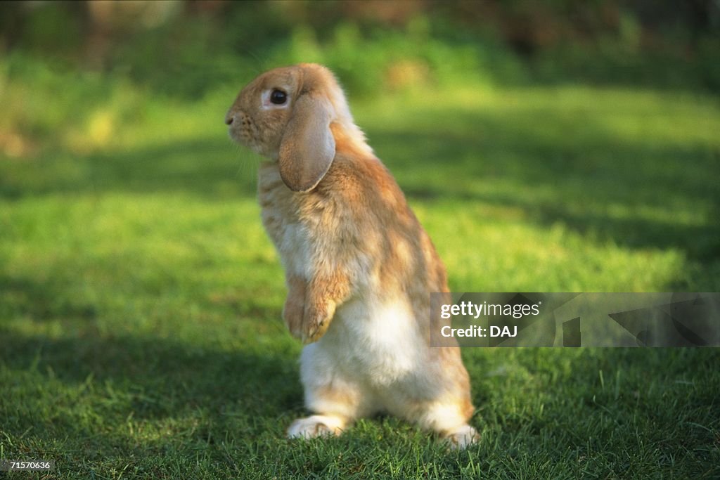 Lop Rabbit Side Lop Ear Rabbit Standing On The Grass Side View Differential Focus High ...