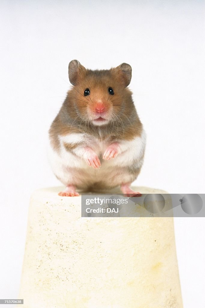 Golden Hamster Standing on a White Flower Pot, Looking at Camera, Front View