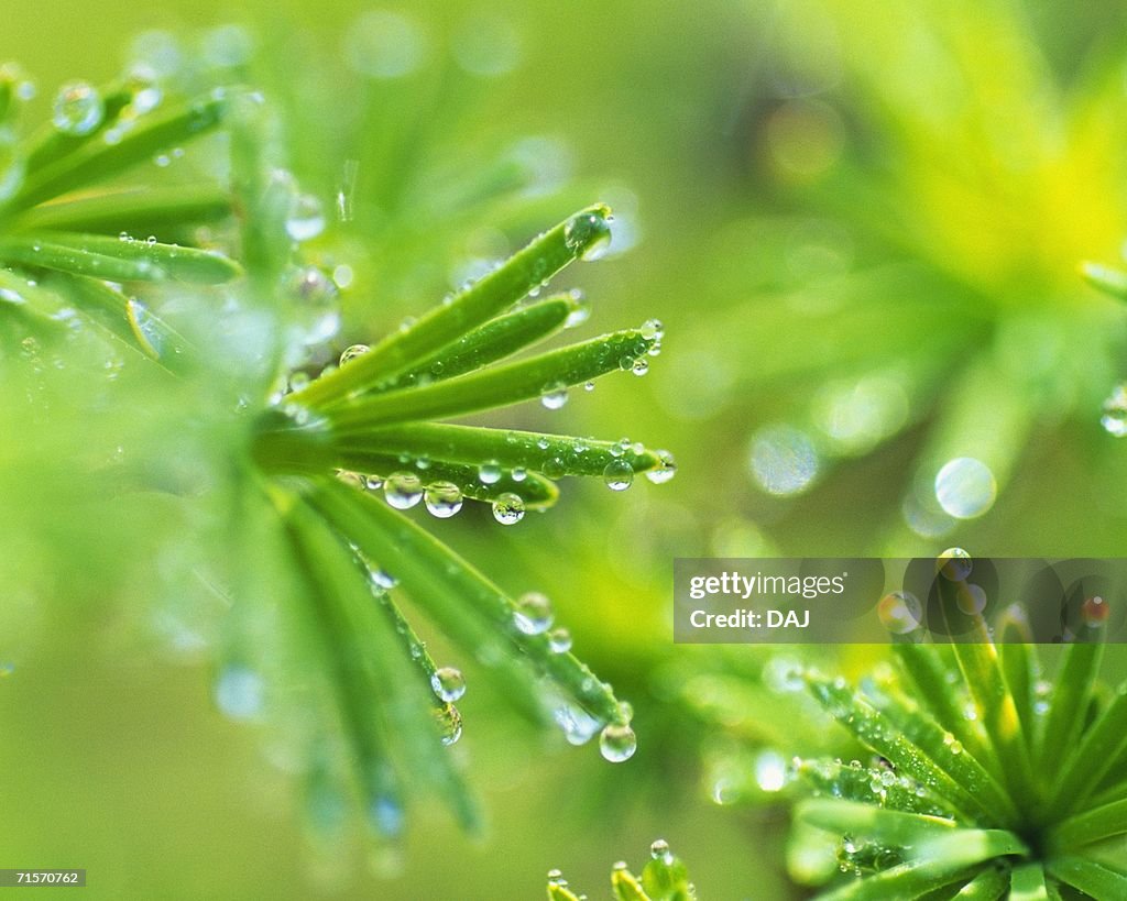 Water Drop on the Leaf, Close Up, Lens Flare, Differential Focus