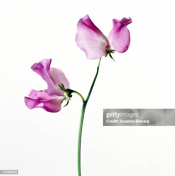 sweet pea close-up. - sweet peas stock-fotos und bilder