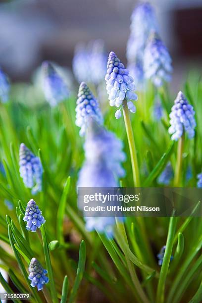 grape hyacinths close-up. - muscari armeniacum stock-fotos und bilder