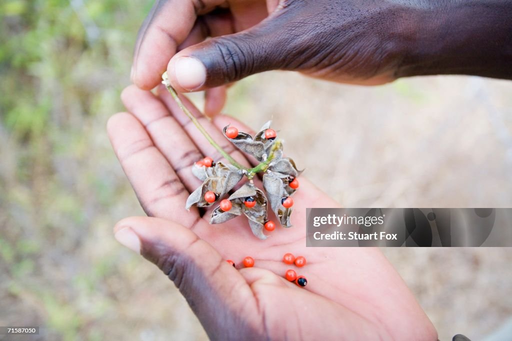 Ranger Holding 'Lucky Beans' from the Mahogany Tree