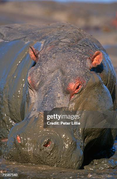 portrait of hippo (hippopotamus amphibius) covered in mud - riserva naturale di mkuze foto e immagini stock