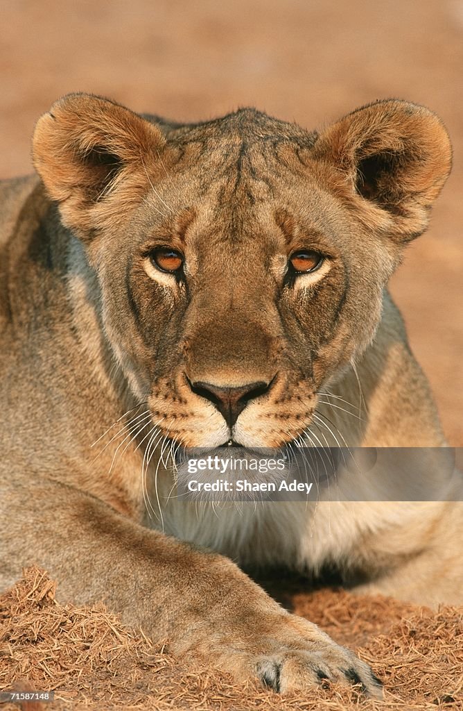 Close-up Portrait of a Lioness (Panthera leo) Lying Down in the Bushveld