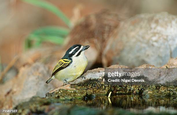 yellow-rumped tinkerbird (pogoniulus bilineatus ) drinking water - riserva naturale di mkuze foto e immagini stock