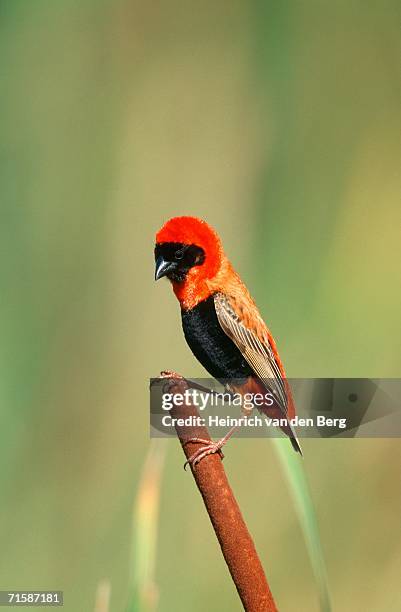 red bishop (euplectes hordeaceus) perched on a bullrush - euplectes orix stock pictures, royalty-free photos & images