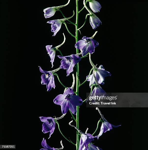 bright purple delphinium flowers against a black background - delphinium fotografías e imágenes de stock