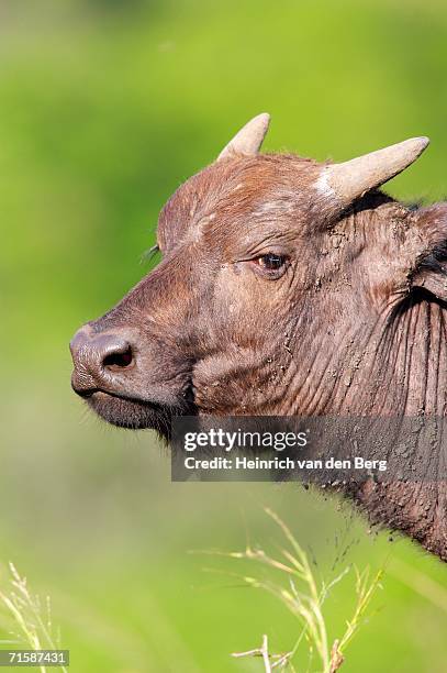 close-up of buffalo (syncerus caffer) calf face - riserva naturale di mkuze foto e immagini stock