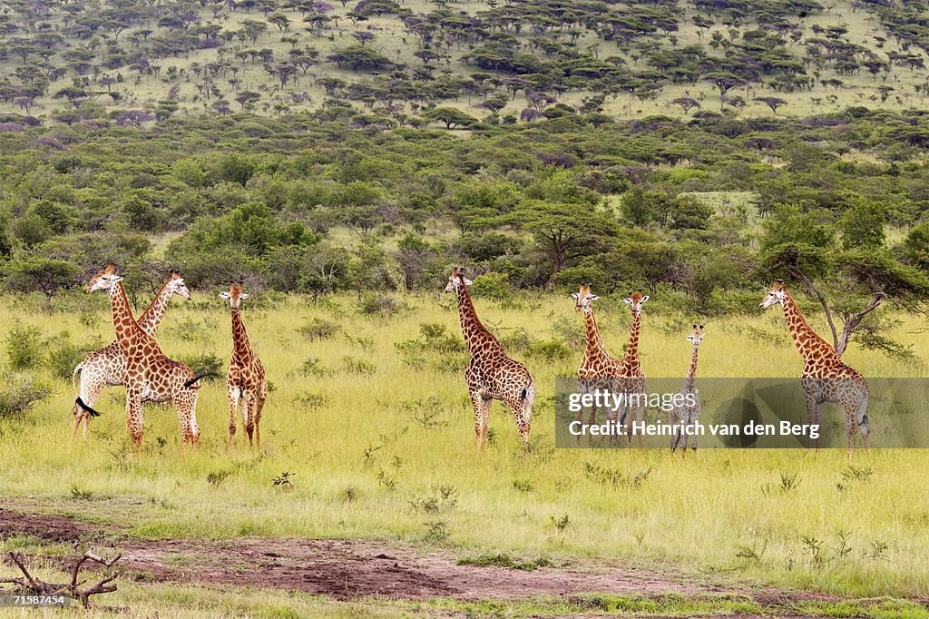 View of Giraffe (Giraffa camelopardalis) Herd in Bushveld