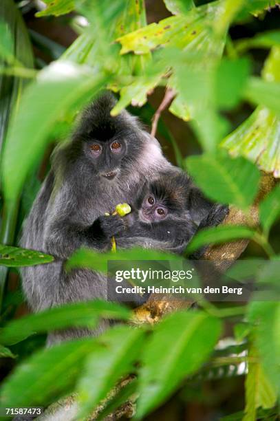 silvered leaf monkey (presbytis cristata) with baby - silvered leaf monkey stock-fotos und bilder