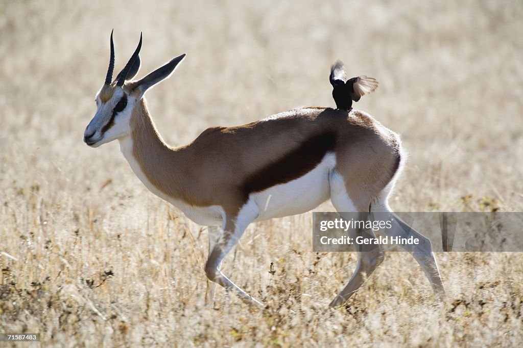 Lone Springbok (Antidorcas marsupialis) with Drongo (Dicruridae)