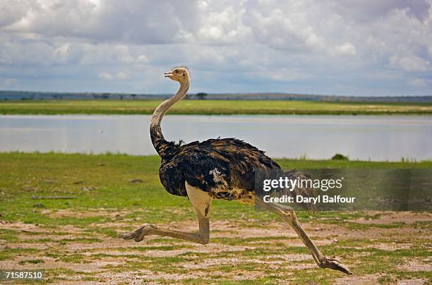 lone male ostrich (stuthio camelus) running - ostrich 個照片及圖片檔