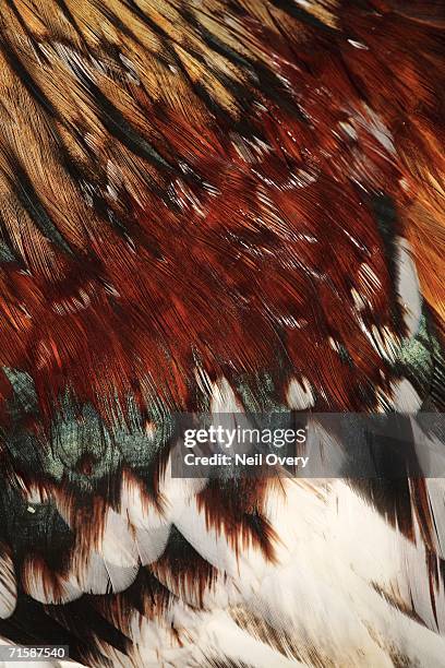 Rooster Rudy Texture 395 Rooster Feather Texture Stock Photos, High-Res Pictures, and Images ...