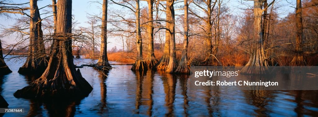 Bald Cypress (Taxodium distichum) Trees in Water