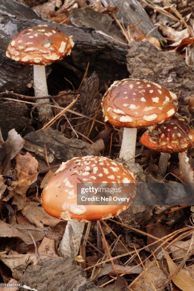 Wild Fly Agaric Mushrooms (Amanita muscaria) - High Angle View