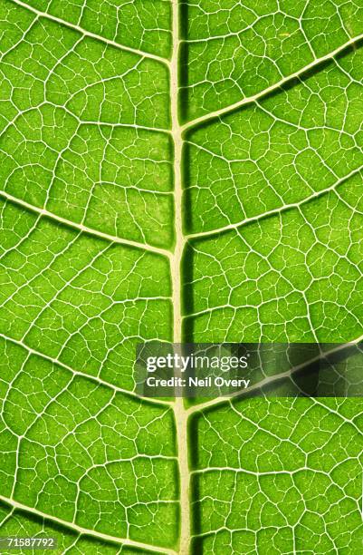 extreme close-up of the veins in a hydrangea (hydrangea macrophylla) leaf - hogsback stock pictures, royalty-free photos & images