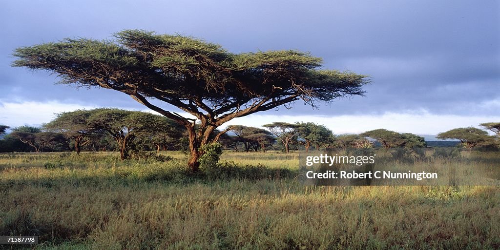 Scenic View of Umbrella Thorn (Arcacia tortillis) tree
