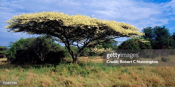 scenic view of umbrella thorn (arcacia tortillis) tree in flower - vachellia tortilis stockfoto's en -beelden