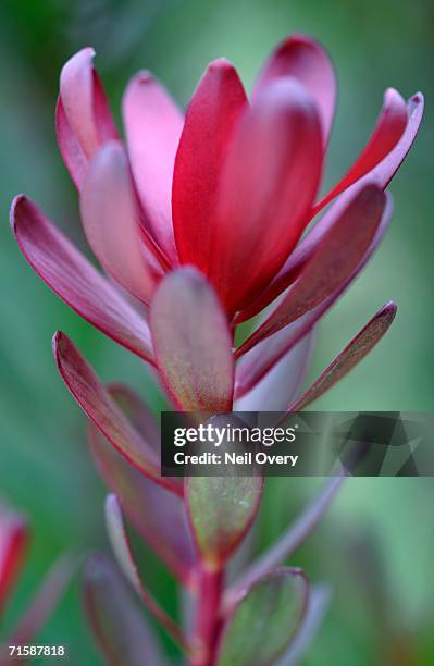 close-up of a protea (leucadendron sessile) - hogsback stock pictures, royalty-free photos & images