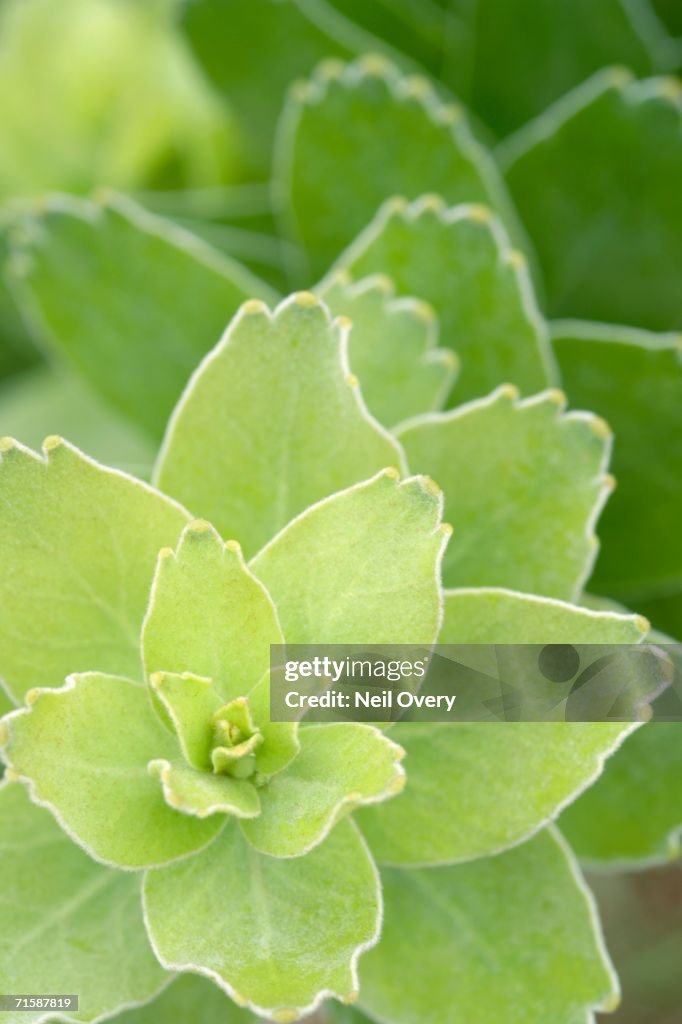 Leaves and Bud of a Protea (Protea Leucospermum) - Directly Above