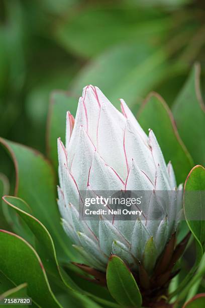 close-up of a white protea (protea punctata) - hogsback stock pictures, royalty-free photos & images