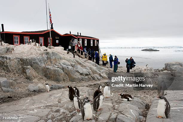 reflection tourists and gentoo penguin (pygoscelis papua) colony at base a - gentoo penguin stock pictures, royalty-free photos & images