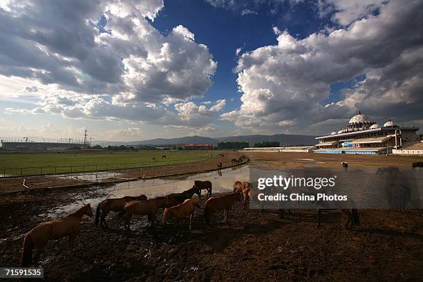 Horses pasture at the Inner Mongolia Racetrack on August 2, 2006 in Hohhot of Inner Mongolia Autonomous Region, China. The Inner Mongolia Racetrack,...