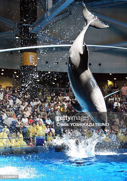 Bottle-nose dolphin splashes water over a watching crowd during a summer attraction titled "Dolphin Splash" at an aquarium in Tokyo's Shinagawa...