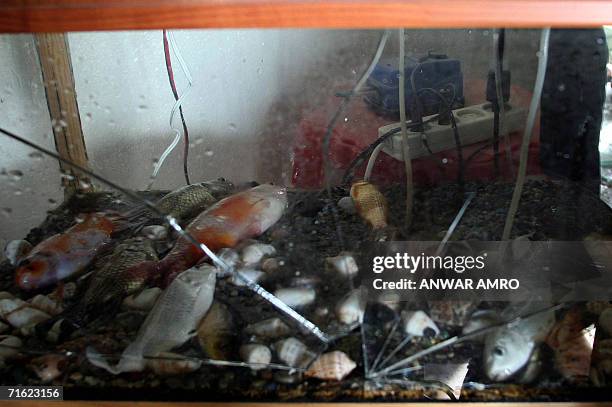 Dead fish lie in the broken acquarium of 10-year-old wounded Lebanese girl, Sabrine Hayek, at her family home which was hit by two missiles during an...