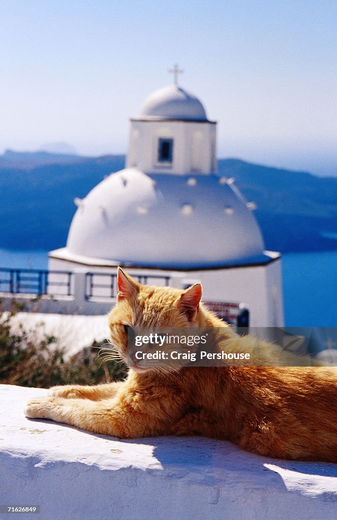 Ginger cat with whitewashed church dome in background, Fira, Greece