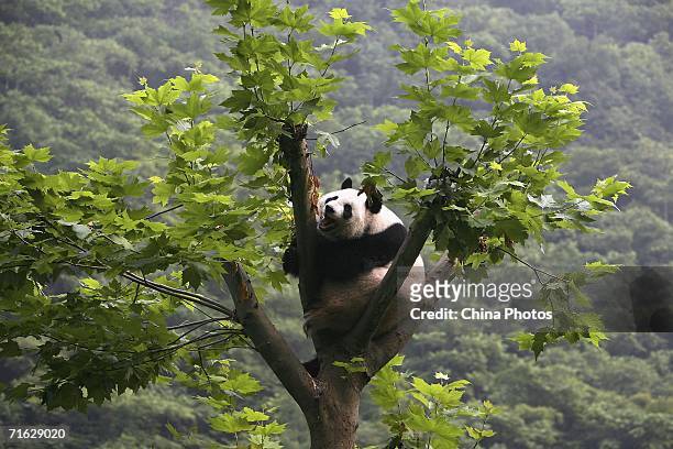Giant panda plays in a tree at the China Wolong Giant Panda Protection and Research Centre on August 8, 2006 in Wolong Nature Reserve of Sichuan...