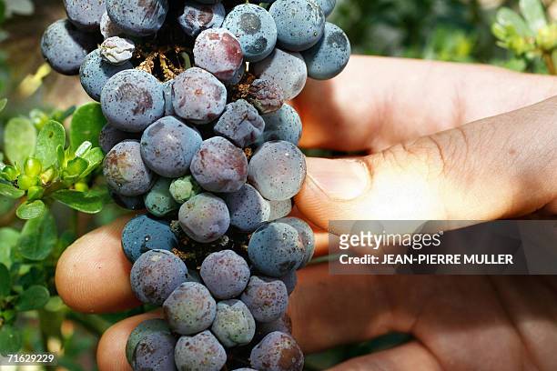 Photo prise le 09 aout 2006 dans une vigne a Blanquefort d'une grappe de raisin ou l'eudemis, petit papillon grand ravageur de ces fruits, a pondu...