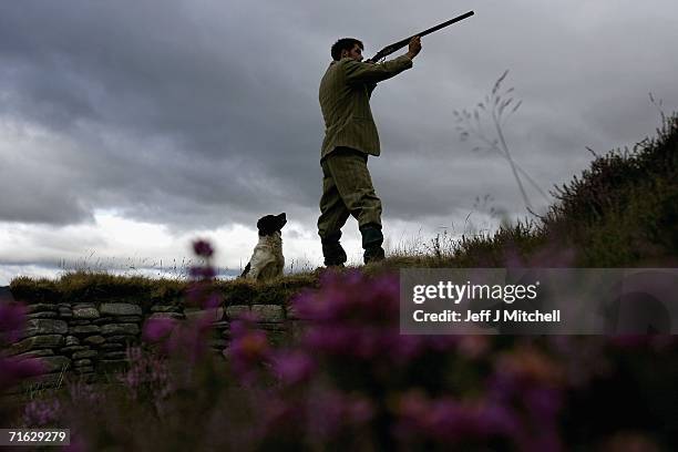 Gamekeeper Andrew Drummond walks with his springer spaniel on Drumochter Moore on the Milton Estate on August 11, 2006 Dalwhinnie in Scotland.The...