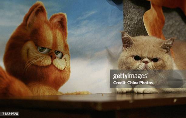 An Exotic Shorthair is displayed during a cat show to promote movie "Garfield" at the Nanjing Workers Cinema on August 11, 2006 in Nanjing of Jiangsu...