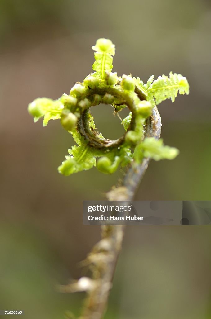 Annulated fern leaf