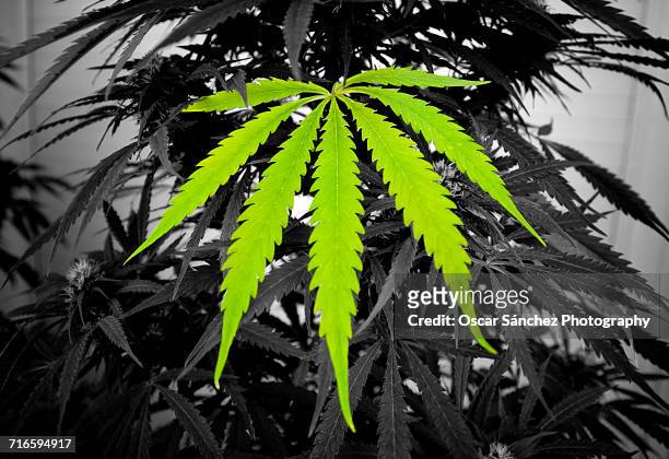 marijuana - hoja te verde stockfoto's en -beelden