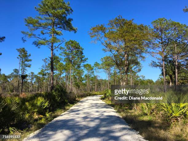 earth day - saw palmetto stock pictures, royalty-free photos & images