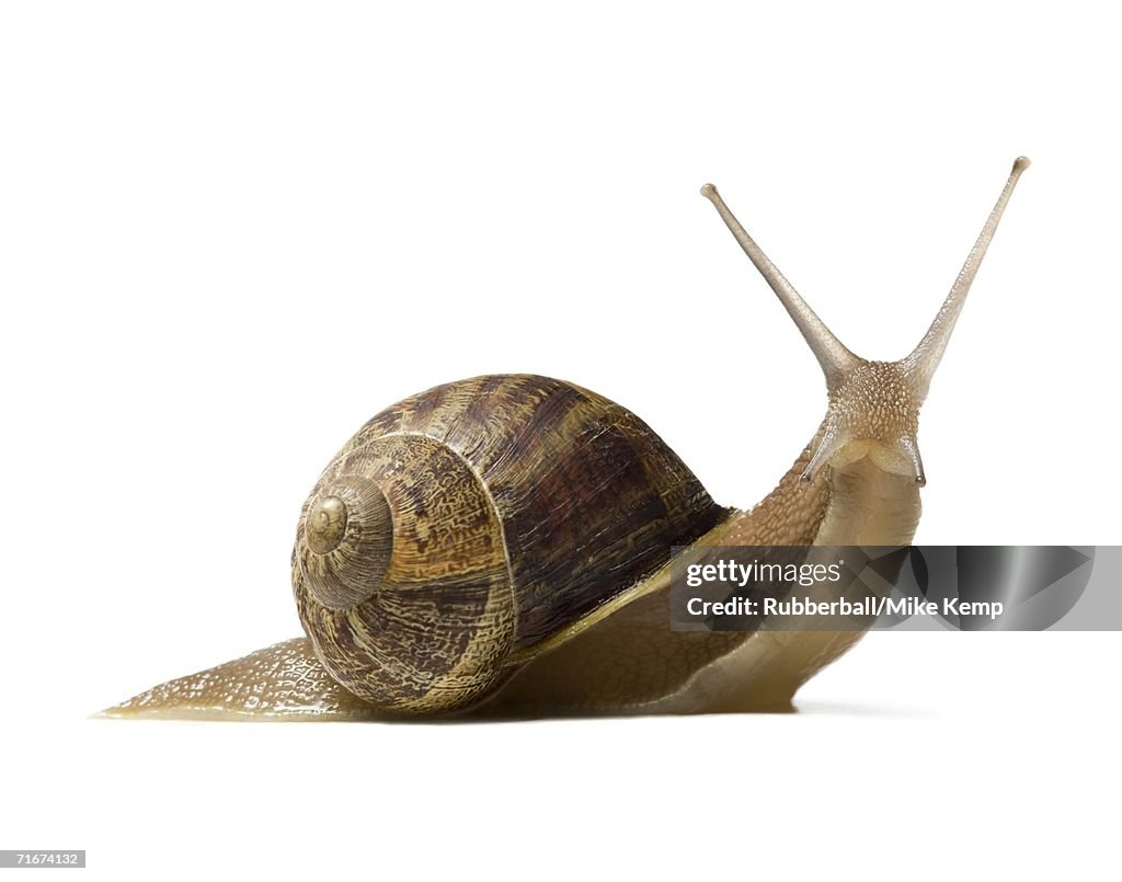 Close-up of a snail on a white background, silhouette