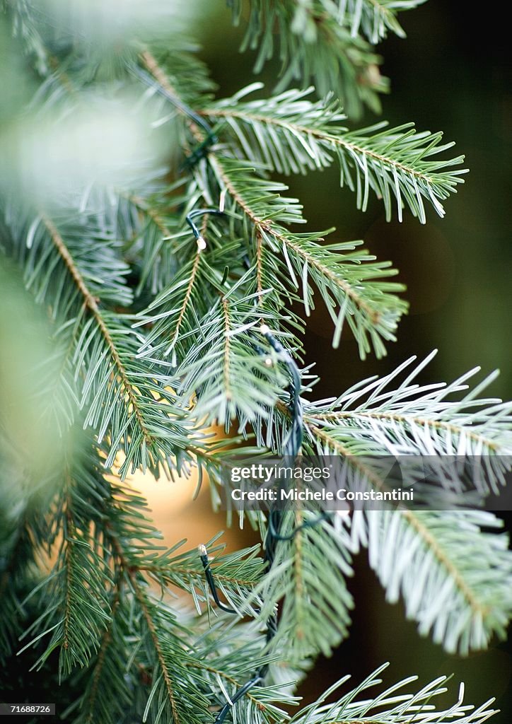 Christmas tree, close-up