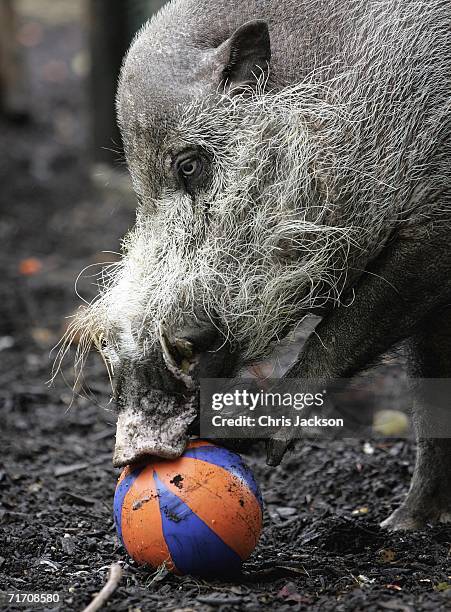 Bearded pig plays with his bank holiday treat at London Zoo on August 24, 2006 in London, England