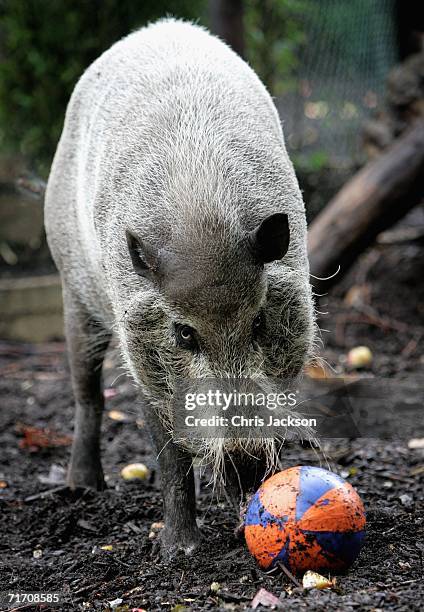 Bearded pig plays with his bank holiday treat at London Zoo on August 24, 2006 in London, England