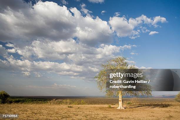 lone tree in the landscape near the omo river in southern ethiopia, ethiopia, africa - lower omo valley stock pictures, royalty-free photos & images