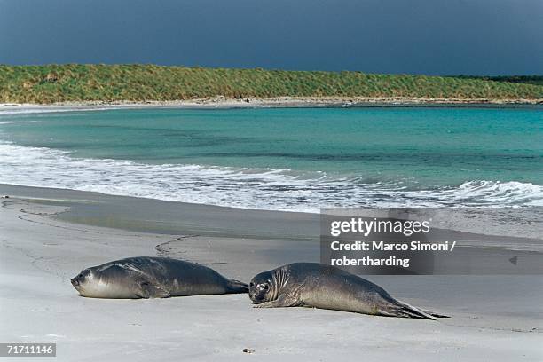 elephant seals relaxing on the beach, sea lion island, falkland islands, south atlantic, south america - ilha dos leões marinhos ilhas malvinas imagens e fotografias de stock