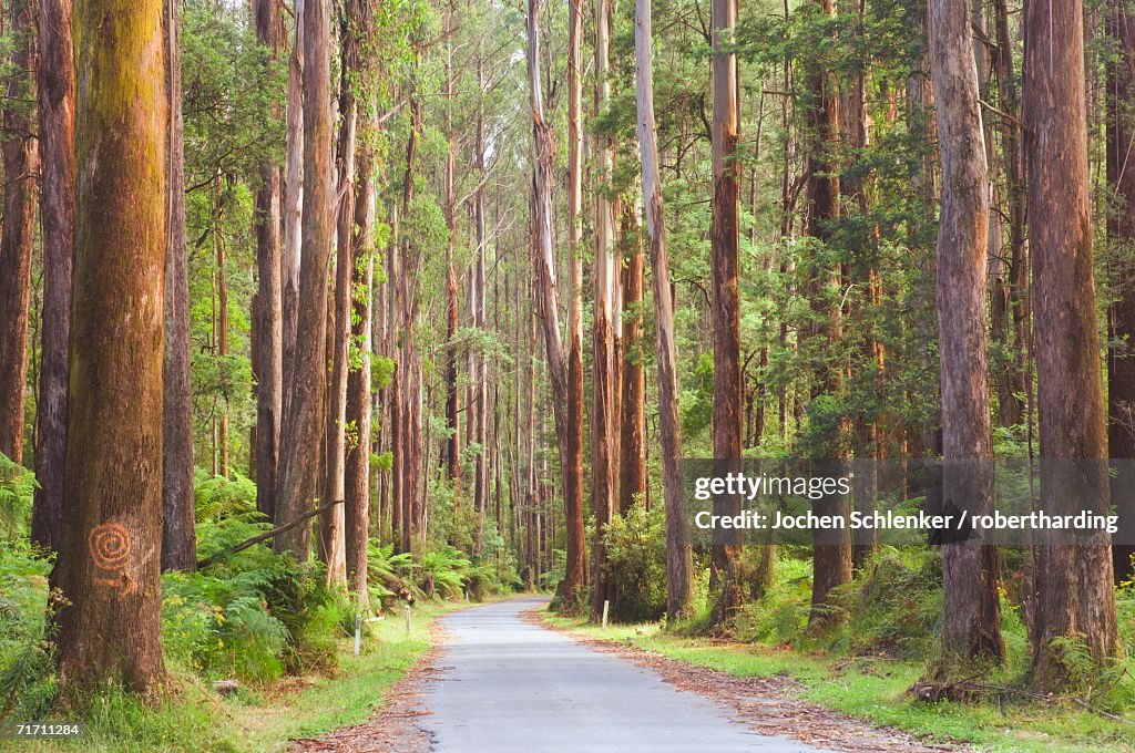 Road and mountain ash trees, Yarra Ranges National Park, Victoria, Australia, Pacific