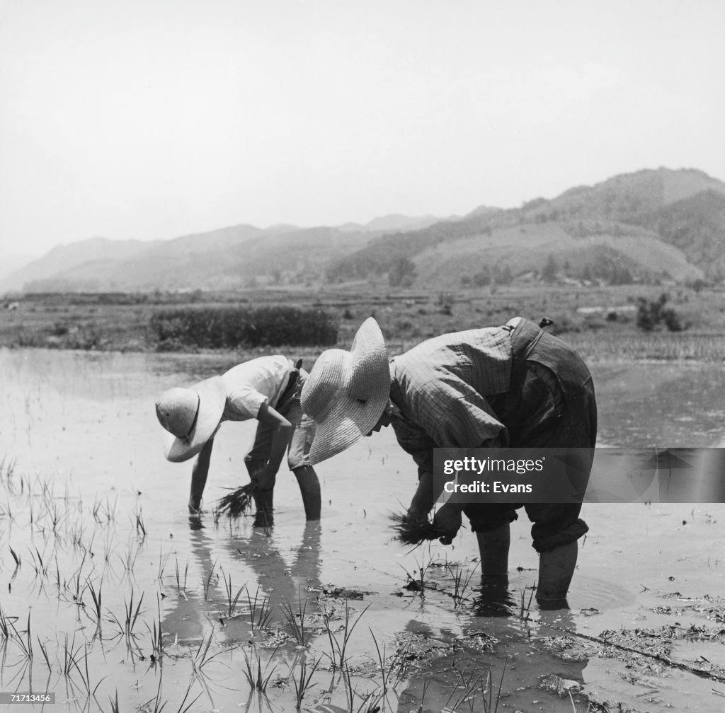 Japanese Rice Worker Workers planting rice in a Japanese paddy field, circa 1955. Once ...