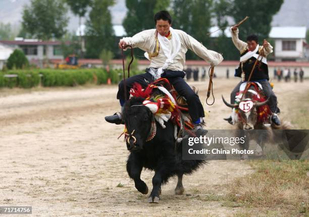 Nomads compete during a yak race held to mark the Shoton Festival on August 25, 2006 in Lhasa of Tibet Autonomous Region, China. The Shoton Festival,...