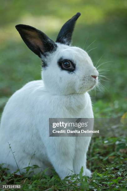 Rex Rabbit Posing 381 Rex Rabbit Stock Photos, High-Res Pictures, and Images - Getty Images