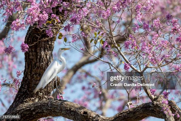 great egret (ardea alba) perching on ipe tree (tabebuia impetignosa) in pantanal, mato grosso, brazil - tabebuia stock pictures, royalty-free photos & images