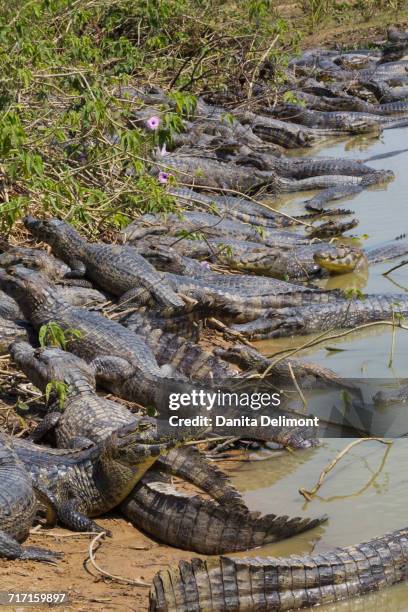 black caimans (melanosuchus niger) lying resting on riverbank in pantanal, mato grosso, brazil - black caiman stock pictures, royalty-free photos & images