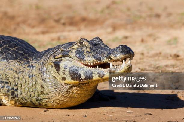 black caiman (melanosuchus niger) lying down on riverbank of rio cuiaba in pantanal, mato grosso, brazil - black caiman stock pictures, royalty-free photos & images